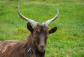 Domestic brown goat grazing on a green meadow, countryside background Royalty Free Stock Photo