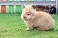 The domestic brown rabbit