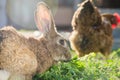 Domestic brown rabbit eating grass behind a hen