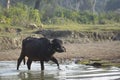 Domestic buffalo crossing the river, Bardia, Nepal