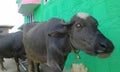 DOMESTIC BUFFALO IN AT MENDHAR JAMMU