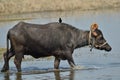 Indian Domestic Buffalo