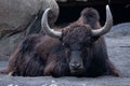 Domestic buffalo resting on a rocky landscape ground Royalty Free Stock Photo