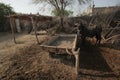 Domestic Buffalo Standing Inside A House