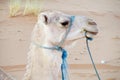 Domestic camel portrait in desert Royalty Free Stock Photo