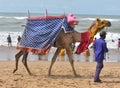 A decorated domestic camel and his owner looking for tourist to ride, Royalty Free Stock Photo