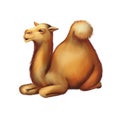 The domestic camel resting, laying on the ground Royalty Free Stock Photo