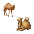 Domestic camel standing and laying resting on the Royalty Free Stock Photo