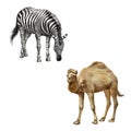 The domestic camel standing, zebra bent down Royalty Free Stock Photo