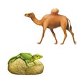 The domestic camel walking, green lizard sitting Royalty Free Stock Photo