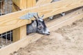 Domestic or Capra Aegagrus Hircus Goat Royalty Free Stock Photo