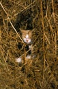 Domestic Cat, Adult Hidden amongst Dry Ferns