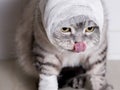 A domestic cat with a bandage. A wound on the head and paw. Royalty Free Stock Photo