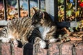 Domestic cat basks on wall Royalty Free Stock Photo