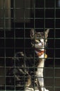 Domestic Cat behing Fence Royalty Free Stock Photo