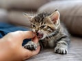 A domestic cat biting a human hand