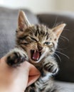 A domestic cat biting a human hand