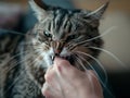 A domestic cat biting a human hand