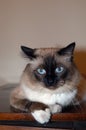 Domestic cat Royalty Free Stock Photo