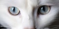 Domestic cat blue eyes macro photography. Open eye light ray snow white fur. Pet animal friend beautiful close up photo Royalty Free Stock Photo