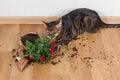 Domestic cat breed toyger dropped and broke flower pot with red Royalty Free Stock Photo