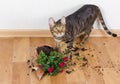 Domestic cat breed toyger dropped and broke flower pot with red Royalty Free Stock Photo