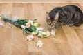 Domestic cat breed toyger dropped and broken glass vase of flowers.