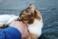 A domestic cat brutal attacked my hand. She playing as cat and mouse Royalty Free Stock Photo