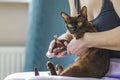 A domestic cat of Burmese breed, brown with yellow eyes, in the hands of the owner. She doesn't like having her