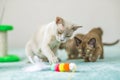 A domestic cat of Burmese breed, playful and active, in a city apartment building. Loves toys and bows. The eyes of a happy pet