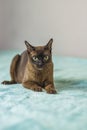 A domestic cat of Burmese breed, brown with yellow eyes, in the hands of the owner. She doesn\'t like having her