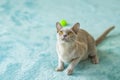 A domestic cat of Burmese breed, playful and active, in a city apartment building. Loves toys and bows. The eyes of a happy pet Royalty Free Stock Photo