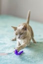 A domestic cat of Burmese breed, playful and active, in a city apartment building. Loves toys and bows. The eyes of a happy pet Royalty Free Stock Photo