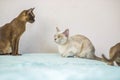 A domestic cat of Burmese breed, playful and active, in a city apartment building. Loves toys and bows. The eyes of a happy pet Royalty Free Stock Photo