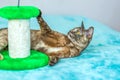 A domestic cat of Burmese breed, playful and active, in a city apartment building. Loves toys and bows. The eyes of a happy pet Royalty Free Stock Photo