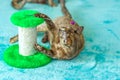 A domestic cat of Burmese breed, playful and active, in a city apartment building. Loves toys and bows. The eyes of a happy pet Royalty Free Stock Photo