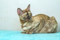 A domestic cat of Burmese breed, playful and active, in a city apartment building. Loves toys and bows. The eyes of a happy pet Royalty Free Stock Photo