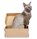 Domestic cat in cardboard box isolated on white background, oriental cornish rex kitten