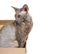 Domestic cat in cardboard box isolated on white background, oriental cornish rex kitten, copy space template