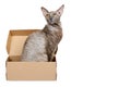 Domestic cat in cardboard box isolated on white background, oriental cornish rex kitten, copy space template