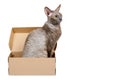 Domestic cat in cardboard box isolated on white background, oriental cornish rex kitten, copy space template