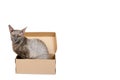 Domestic cat in cardboard box isolated on white background, oriental cornish rex kitten, copy space template