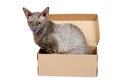 Domestic cat in cardboard box isolated on white background, oriental cornish rex kitten