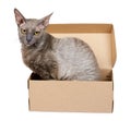 Domestic cat in cardboard box isolated on white background, oriental cornish rex kitten