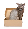 Domestic cat in cardboard box isolated on white background, oriental cornish rex kitten
