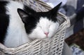 A cat sleeping in her basket
