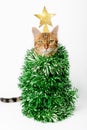 Domestic cat - Christmas tree on a white background Royalty Free Stock Photo