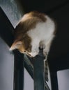 Domestic cat cleverly sitting on window frame, cats lifestyle