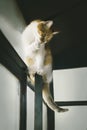 Domestic cat cleverly sitting on window frame, cats lifestyle