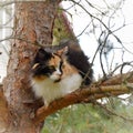 The cat climbed a tree.